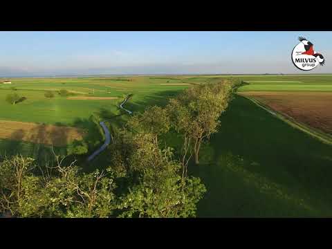 Colonia de vânturei de la Livada de Bihor / Mácsapuszta