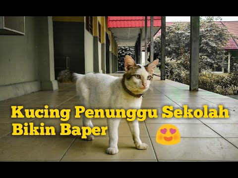 Kucing Lucu Penunggu Sekolah Bikin Baper