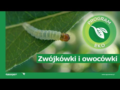 Ekologiczne sadownictwo - zwalczanie zwójkówek i owocówki