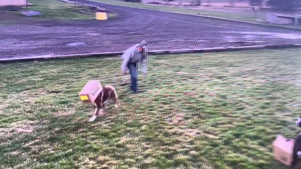 Boxer Dog Stuck in the Box || ViralHog