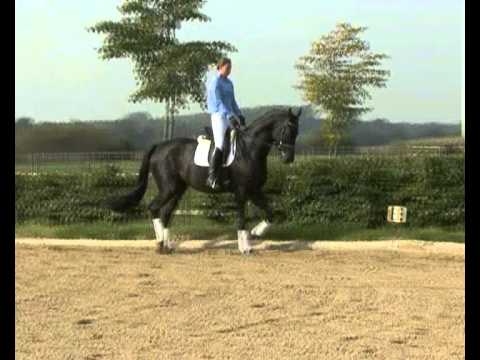 Sunnyboy Schicker Rappwallach zu verkaufen