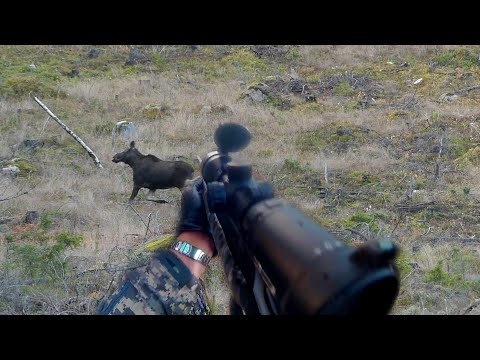 Älgjakt | Älgko bjuder på 3 sekunder bredsida...