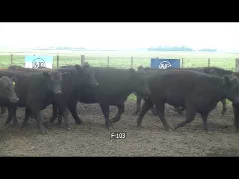 Lote 80 Vaquillonas en Laprida, Buenos Aires