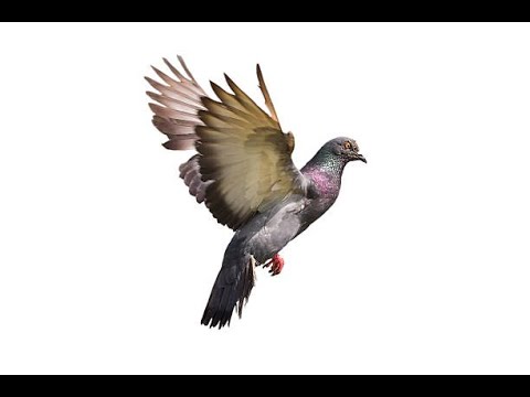 When a pigeon poops, many soviets die