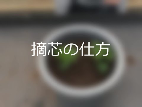 どの菊の肥料を選ぶべきですか？冬になったらどのようにお手入れすればよいでしょうか？  庭園