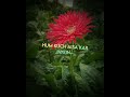 Wp Status Romantic Song