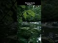 This Song Rain ️ Rhtdm Bgm Rhtdm Status Rhtdm Song Love Status Shorts Rainlovers Rain