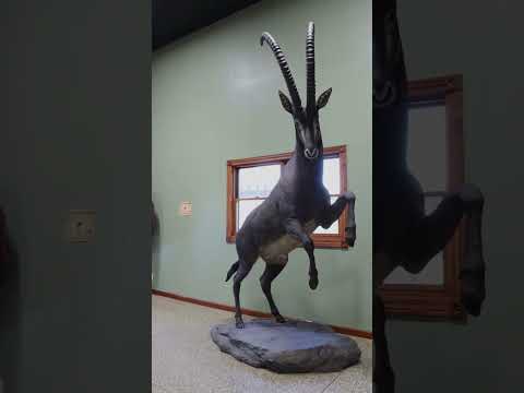Life-Sized Prehistoric Creatures! #dinosaur #prehistoric #museum