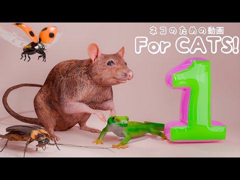 【猫が喜ぶ映像 1】ねずみ・トカゲ・ゴキブリ・てんとう虫 2 時間 GAME FOR CATS 1
