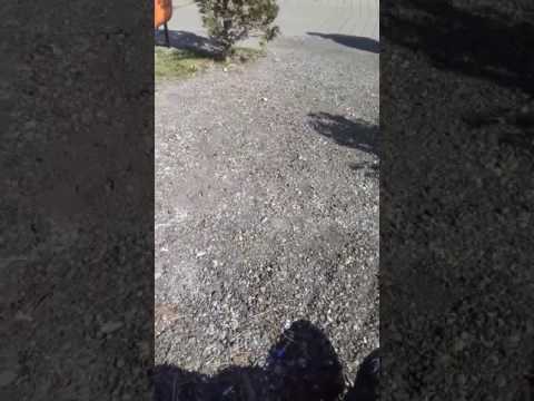 Vasile foame mare dofteana