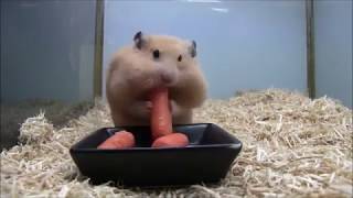【オモロ動画】動物ハプニング映像　part２