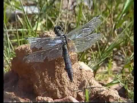 Die Ballertasche - Kiesgrube als Lebensraum