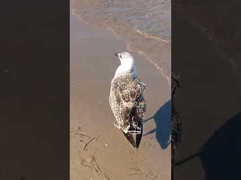 pollo de gaviota en playa