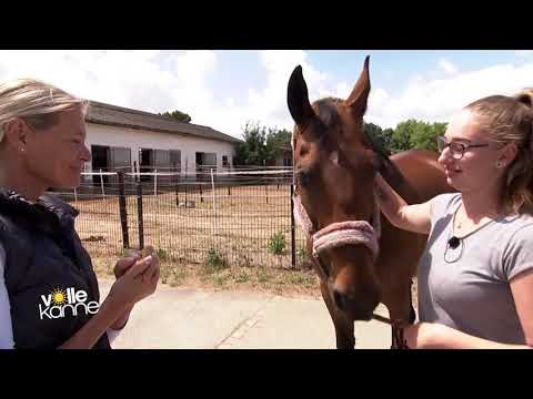 Pferd lässt sich nicht vom Hof führen – Training für mehr Vertrauen | Andrea Kutsch im ZDF