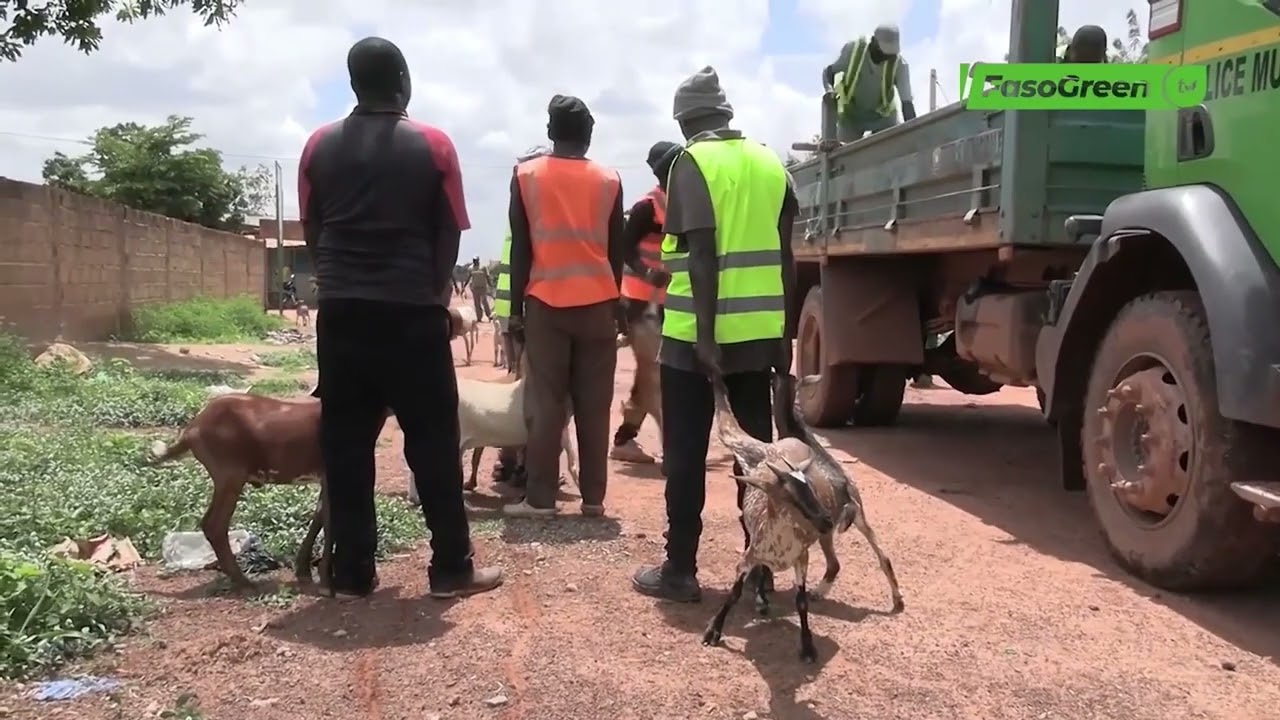 Divagation des animaux à Ouagadougou : Quel est létat des lieux ?