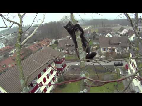 Katzenrettung Dezember 2011