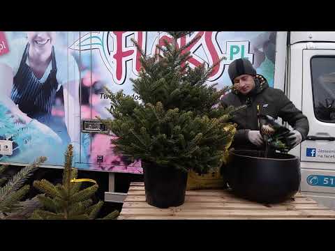 Sadzimy jodłę koreańską na Święta dla Kamili i Marcina | Floks.pl