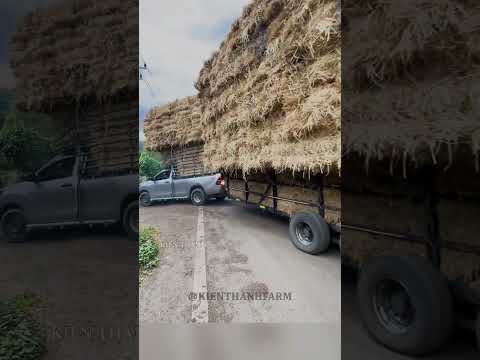 Dùng xe bán tải chở rơm đầy ấn tượng ở Thái Lan #shorts