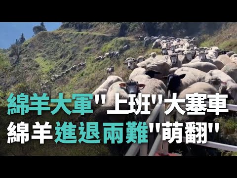 Um lindo engarrafamento de 200 ovelhas! Fazenda Cingjing no condado de Nantou