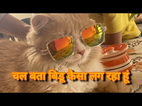 Tiger Family Ka Naya Member || Mahrukh Pathan