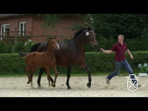 03 Stutfohlen von Casall - Contender - Lasino