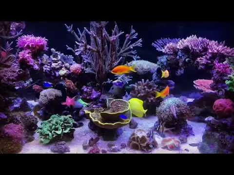 Meerwasseraquarium 1000 Liter