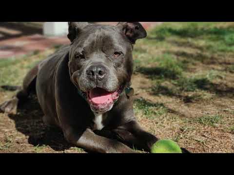 ASIA, an adopted Pit Bull Terrier & French Bulldog Mix in Pasadena, CA_image-1