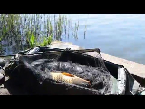 Layer Pits Carp Fishing: COMMONS