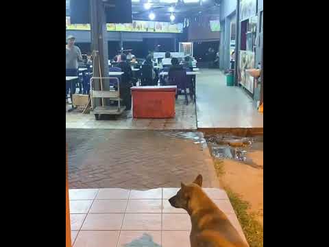 Malaysian cute dogs Sabah bandar Sierra Kotakinabalu Malaysia .