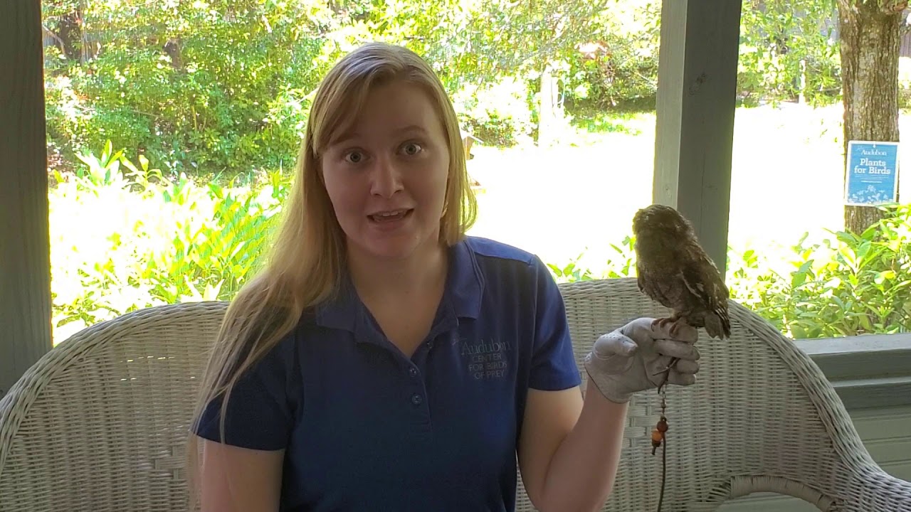 Virtual Lunch and Learn, Species Spotlight - Eastern Screech Owls
