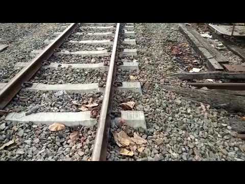 Beautiful cat at the old station