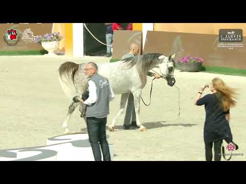 N 117 ELAFAAH MCA   Sharjah International Arabian Horse Festival 2024   Fillies 3 Years Old Section