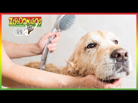 🐶 Zoboomafoo 129 - Bathtime | HD | Full Episode | Kids Show | Animals for Kids 🐶