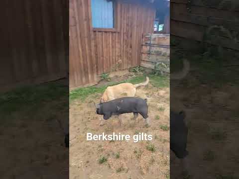 , title : 'Berkshire pigs'