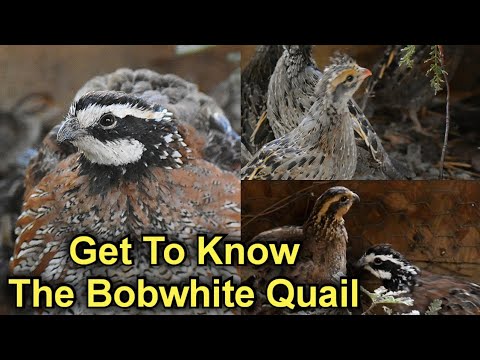 These Little Bobwhite Quail Are So Much Fun To Raise