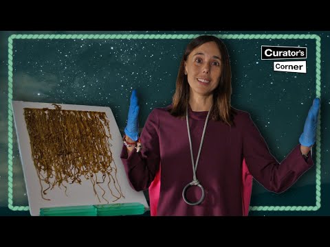 Inca Khipu: The record and writing system made entirely of knots | Curator's Corner S6 Ep9
