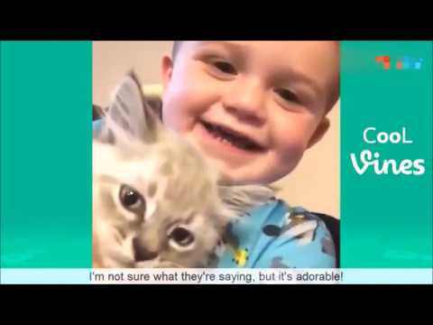 Смешные кошки и собаки (Funny cats and dogs)