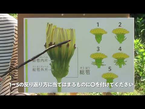 庭のタンポポを食べてもいいですか？ タンポポを食べると得られるメリット