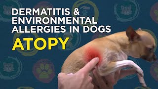 Learn about Dermatitis &amp; Environmental Allergies in Dogs (Atopy)