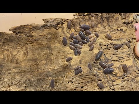 Svinka Cubaris (Cubaris murina) — terárium, kŕmenie a správanie