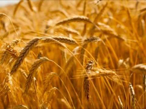 Enya - One by one - field and grain -