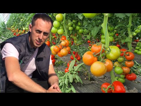 , title : 'Sfaturi practice pentru o cultura profitabila de tomate in camp deschis - partea 1'