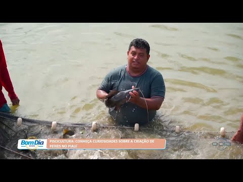 Piscicultura: Conheça curiosidades sobre a criação de peixes no Piauí 05 09 2022