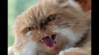 Смотреть онлайн Подборка: коты нападают на людей