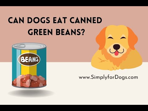 Can Dogs Eat Canned Green Beans?