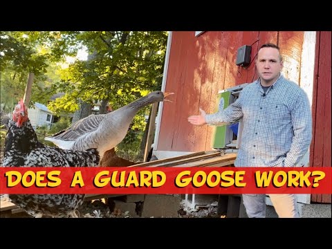 , title : 'Is our GUARD GOOSE working?'