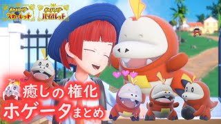 【ポケモンSV】ホゲータに癒される動画【ホゲータまとめ】