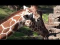 A Trip To The River Bank Zoo