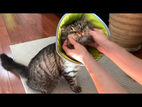 What REALLY Happens After Your Cat Gets Neutered | Live Daily Recovery Week 1 + What You Should Do