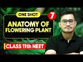 ANATOMY OF FLOWERING PLANTS Complete Chapter In One Video Concepts PYQs Class 11th NEET